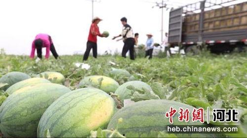 石家庄赵县吃瓜事件,一场引发社会关注的食品安全风波