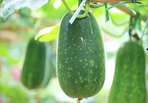 吃瓜抗老,揭秘美食中的抗衰老秘密