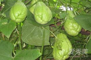 吃扶手瓜有毒吗,揭秘其是否有毒