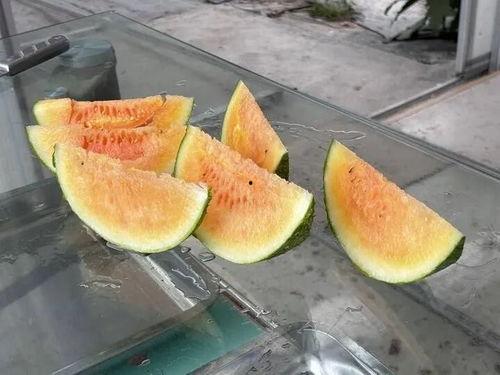 这个夏天吃瓜自由,尽享“吃瓜自由”的快乐时光