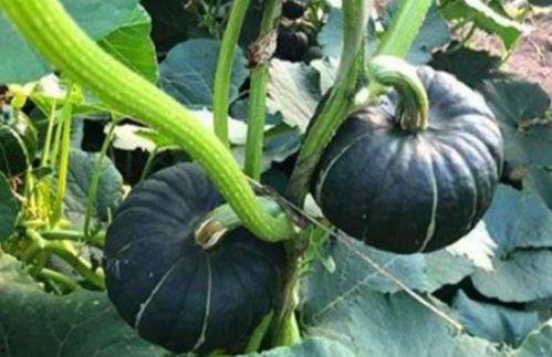 呱小瓜吃瓜,揭秘娱乐圈那些事儿