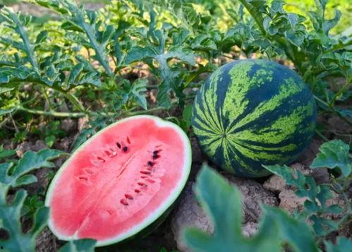 河南吃的瓜品种,探寻中原大地上的瓜种宝藏