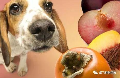 密瓜狗吃,探寻神秘美食背后的故事