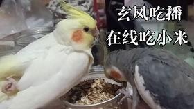 人间鹦鹉吃瓜视频,揭秘娱乐圈幕后风云