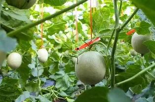 周小福吃网纹瓜,周小福的网纹瓜美食之旅